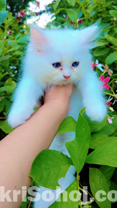 Persian cat